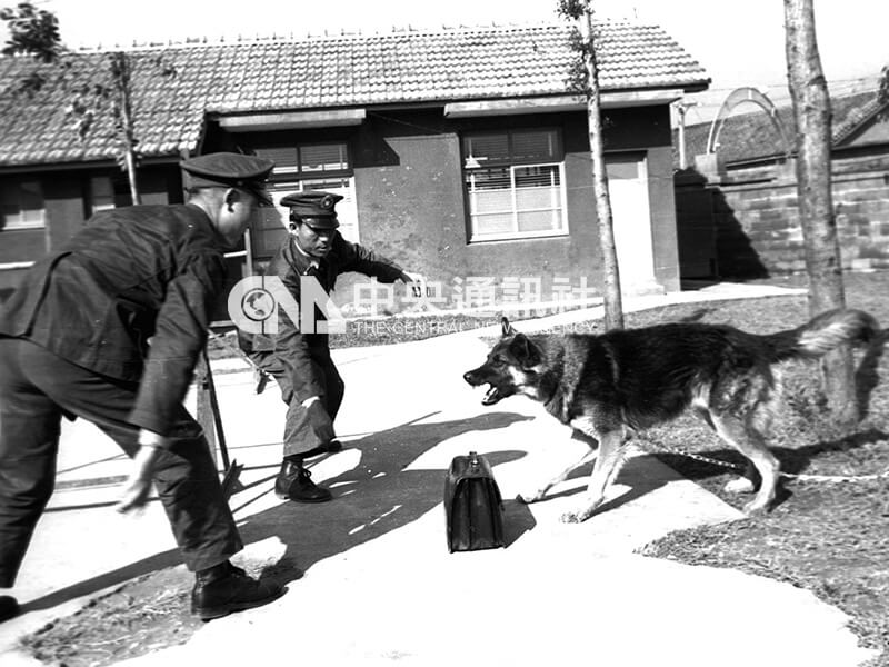 軍犬育訓中心的犬隻進行勤務表演。中央社記者秦炳炎攝　51年1月11日