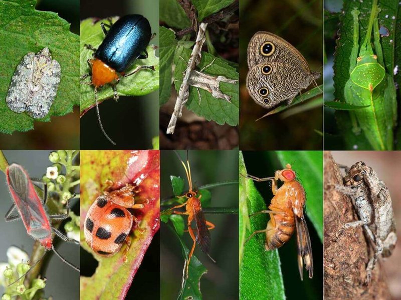 國立中山大學生物科學系副教授顏聖紘是國內研究生物多樣性與系統分類學的學者，遭指8年拿新台幣3億元研究經費，他11日表示，20年研究經費都沒這鉅額。圖為顏聖紘所研究的昆蟲照片。（顏聖紘提供）中央社記者林巧璉傳真 114年1月11日