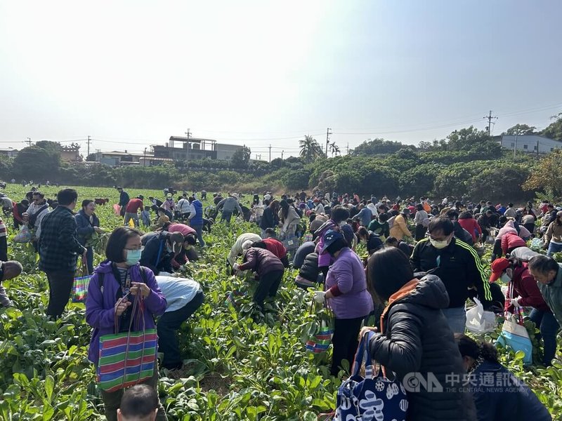 彰化芬園鄉農會舉辦的千人拔蘿蔔活動,11日在芬園寶藏寺登場,當主辦單位放鞭炮宣布活動正式開始,民眾一擁而上開始拔蘿蔔。中央社記者吳哲豪彰化攝 114年1月11日