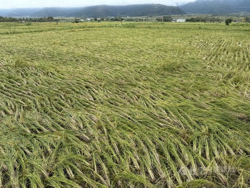 民國113年颱風康芮造成花蓮縣南區玉里鎮、富里鄉稻米農損嚴重，二期稻作成重災區，逾3000多公頃稻田受創，農業部核定第一批救助金已於近日入帳，盼助農民過好年。圖為113年11月2日富里鄉稻田受災倒伏情形。中央社記者張祈攝  114年1月11日