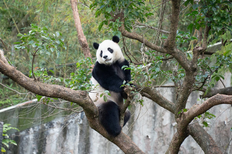 台北市立動物園為大貓熊「圓寶」體檢，總結此次健康檢查，「圓寶」精神飽滿，頭好壯壯，在保育員細心照護以及專業醫護團隊的支援下，「圓寶」繼續朝著健康寶寶的方向邁進。（台北市動物園提供）中央社記者陳怡璇傳真  114年1月11日