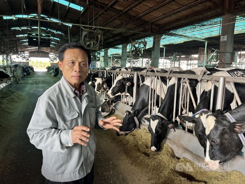 面對紐西蘭乳品零關稅，及飲料廣泛使用進口乳品，恐衝本土酪農產業，屏東酪農高大牧場陳東杰表示，對台灣本土鮮乳有信心，不怕外來挑戰，盼政府協助標示來源及進口乳不能用「鮮」字等2件事。中央社記者李卉婷攝 114年1月12日