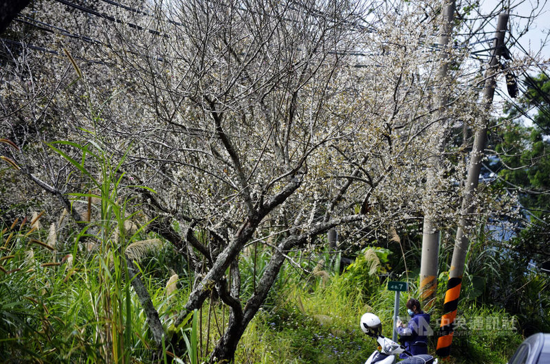 阿里山公路從37公里處到隙頂路段，沿途梅花已盛開，吸引路過遊客停車欣賞美景，拍照留念。中央社記者蔡智明攝  114年1月14日