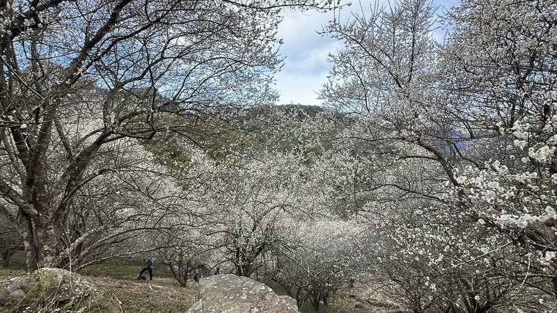 冷氣團接連報到，苗栗縣泰安鄉南清聯絡道路山坡旁的富興梅園上百棵梅樹近期盛開，一大片雪白覆蓋枝頭，吸引民眾前來賞梅。（民眾提供）中央社記者管瑞平傳真  114年1月14日