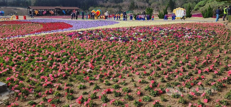 邁入第11年的澎湖花海活動14日起在休憩園區展出,以「2025蛇來運轉過好年」為主題,邀請民眾於春節期間攜家帶眷前來賞花走春。中央社 114年1月14日