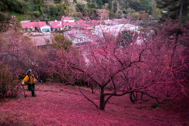 美國洛杉磯曼德維爾峽谷大火燃燒時，一名消防員12日站在覆蓋著阻燃劑的山坡上。（路透社）