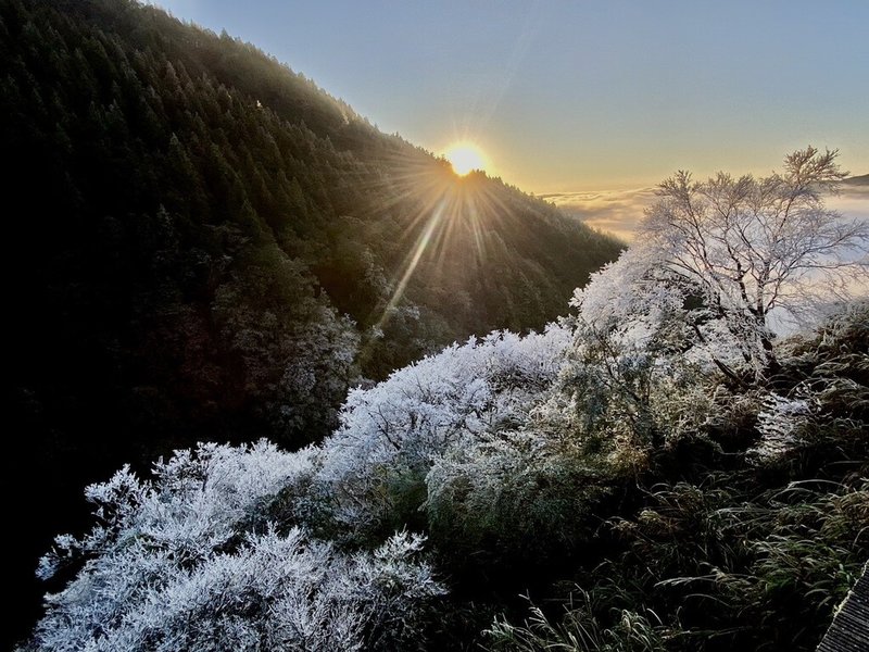 受冷氣團影響，太平山國家森林遊樂區16日清晨降到攝氏零下1度，雖沒下雪，但枝頭結滿霧淞，搭配雲海及日出，美不勝收。（林業及自然保育署宜蘭分署提供）中央社記者沈如峰宜蘭縣傳真  114年1月16日