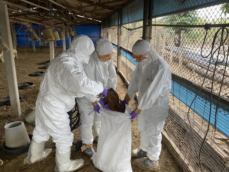 台南市麻豆區某土雞場確診感染H5N1亞型高病原性禽流感，16日完成全場逾7000隻古早雞撲殺作業，並進行全場消毒。（台南市政府提供）中央社記者張榮祥台南傳真  114年1月16日