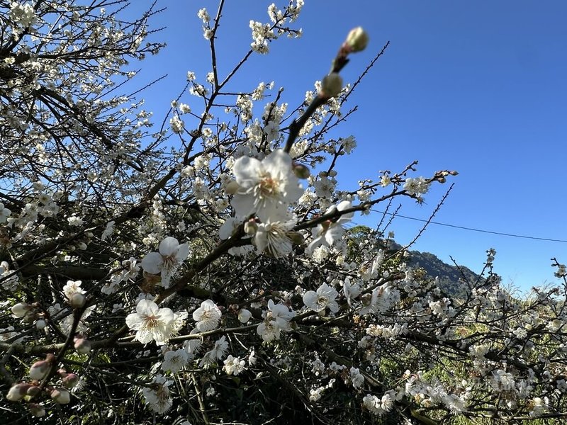 台中市新社區福興里種植大批梅樹，現在梅花已開7成，冷氣團助攻預計將進入大爆發時期，花期預計持續到農曆春節。中央社記者趙麗妍攝  114年1月16日