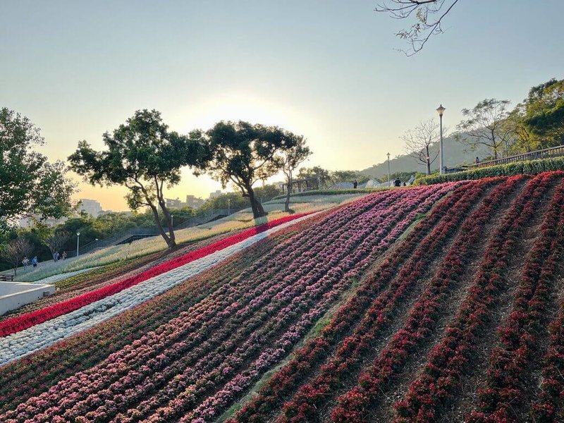 台北市工務局公園路燈工程管理處17日舉辦三層崎花海開幕式，邀請民眾在春節連假期間走訪北投社三層崎公園，感受百花齊放的浪漫氛圍。（台北市工務局公園路燈工程管理處提供）中央社記者陳昱婷傳真  114年1月17日