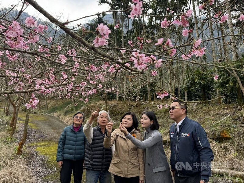 雲林縣長張麗善（中）17日說，古坑草嶺石壁櫻花含苞待放，品種多達21種、上萬棵櫻花爭奇鬥豔，歡迎民眾於農曆春節期間上山賞花、走春。中央社記者姜宜菁攝  114年1月17日