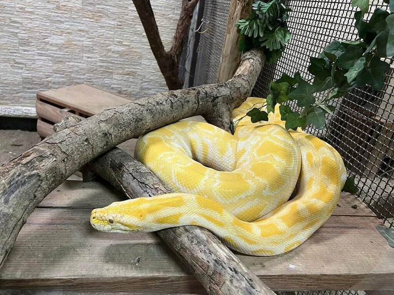 高雄市壽山動物園歡喜迎蛇年，祭出12歲以下兒童免費入園優惠，推薦民眾到園區探訪因白化現象而全身布滿淡黃色斑點的緬甸蟒「金金」。（高雄市觀光局提供）中央社記者林巧璉傳真  114年1月18日