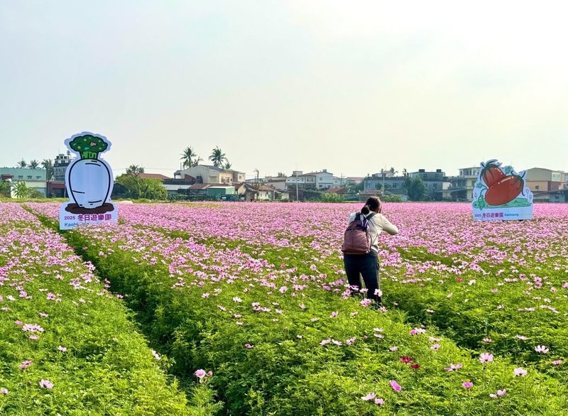 高雄市農業局與美濃、杉林區公所規劃57公頃花海，即日起至春節是最佳賞花期。花田中設有「2025冬日遊樂園」農產品宣傳看板。（高雄市農業局提供）中央社記者林巧璉傳真  114年1月18日