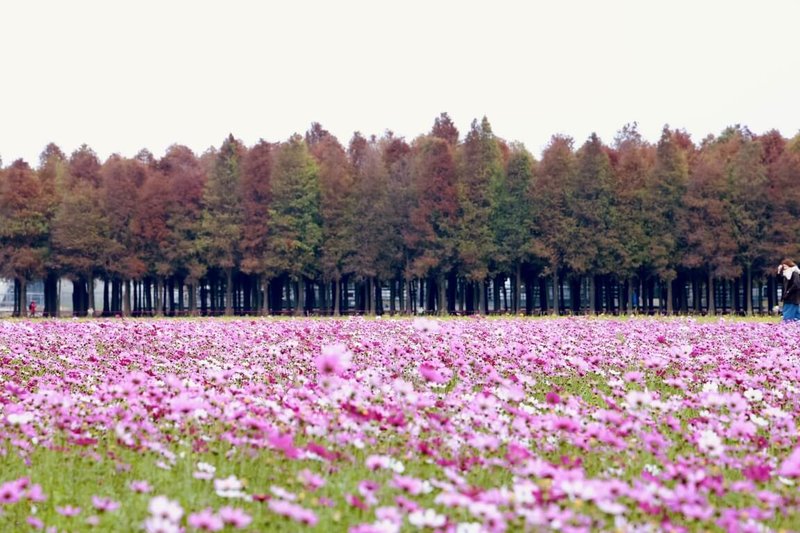 2025年落羽松季18日開幕，市府邀遊客把握落羽松轉紅季節欣賞美景，看看不一樣的台南之美。（台南市政府提供）中央社記者張榮祥台南傳真  114年1月18日