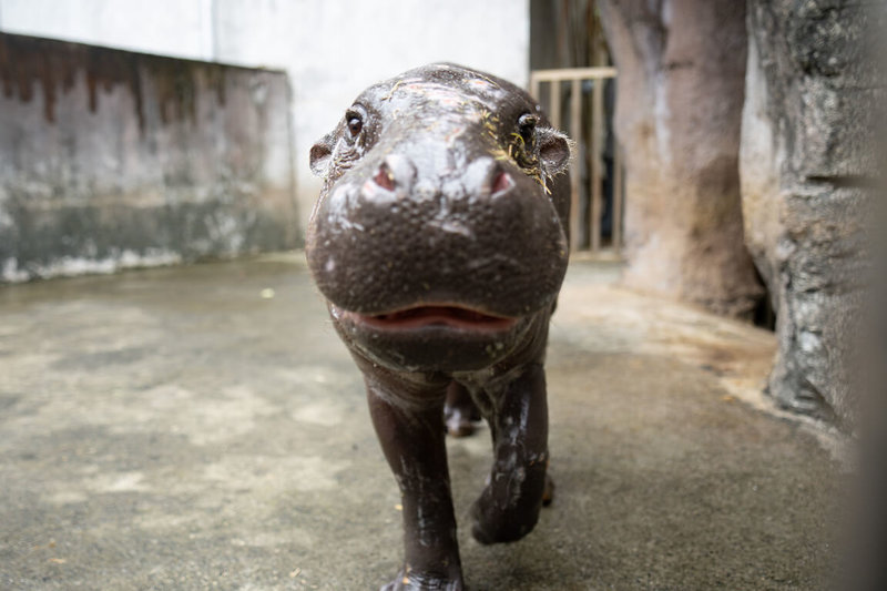 台北市立動物園18日表示，來自新加坡動物園的侏儒河馬Thabo適應良好，將在19日正式亮相，歡迎大家到園區與牠見面。（台北市立動物園提供）中央社記者陳昱婷傳真 114年1月18日