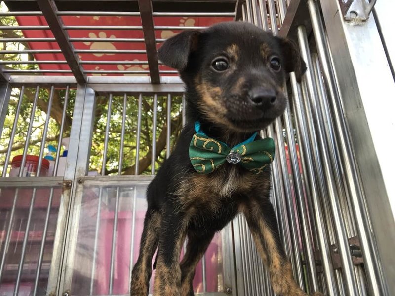 為鼓勵民眾認養流浪犬，彰化縣動物防疫所今年除認養送嫁妝活動繼續辦理外，加碼實施寵物健康護照計畫，包括被認養犬隻每年免費1次多價混合疫苗注射、狂犬病疫苗注射及基礎血液檢查服務。（彰縣府提供）中央社記者吳哲豪傳真  114年1月20日