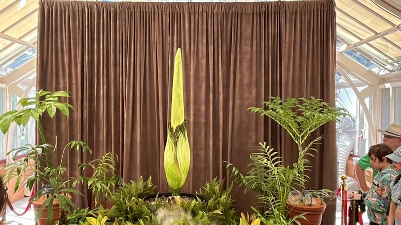 雪梨皇家植物園的「屍花」（corpse flower）睽違15年即將盛開。園方已將其搬入棕櫚屋（Palm House）開放展示，儘管還未盛開，已吸引大批遊客朝聖。中央社記者楊淳卉雪梨攝 114年1月20日