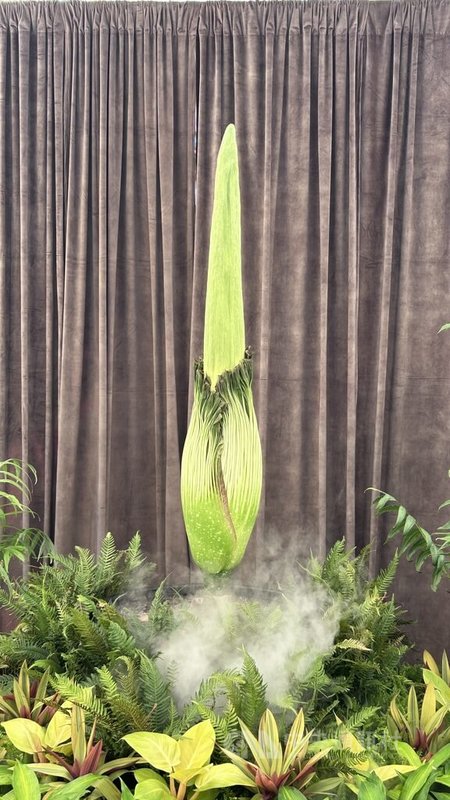 雪梨皇家植物園的「屍花」經票選被命名為「Putricia」。待盛開後,園方將延長開放時間將至凌晨12點,方便民眾前來觀賞。中央社記者楊淳卉雪梨攝 114年1月20日
