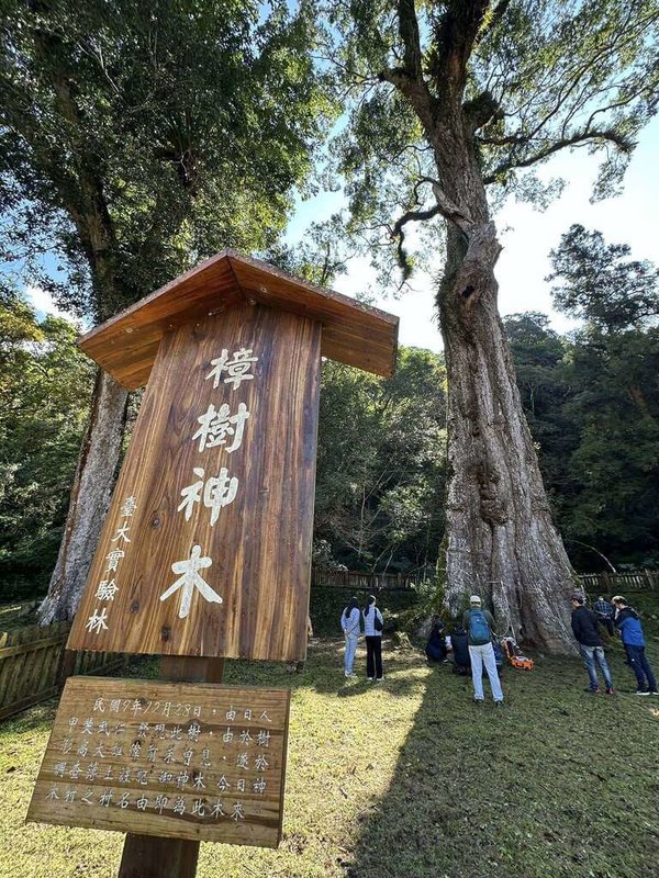 南投縣信義鄉神木村「樟樹神木」樹高46.4公尺，除是台灣官方版10大神木唯一闊葉樹，更獲登錄世界最高樟樹；專家20日健康檢查，包含樹幹空洞程度、土壤、樹冠等，認為神木健康尚可。（水沙連社區大學講師沈揮勝提供）中央社記者蕭博陽南投縣傳真  114年1月21日