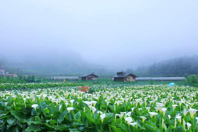 春節連續假期即將登場，台北市產業發展局23日歡迎民眾前往陽明山走春，除能賞花、吃當地美食，還可走親山步道，且陽明山海芋花期已低調展開，歡迎賞花體驗自然之美。（台北市產發局提供）中央社記者劉建邦傳真  114年1月23日