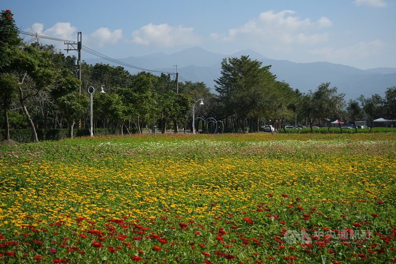 走春熱門景點屏東新埤綜合休閒公園，每年吸引逾3000人觀賞，今年規劃1.2公頃花海，多層次花色百日草以大武山為背景，是亮點之一。中央社記者黃郁菁攝  114年1月23日