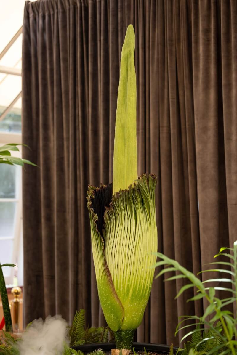 (圖取自facebook.com/BotanicSydney)