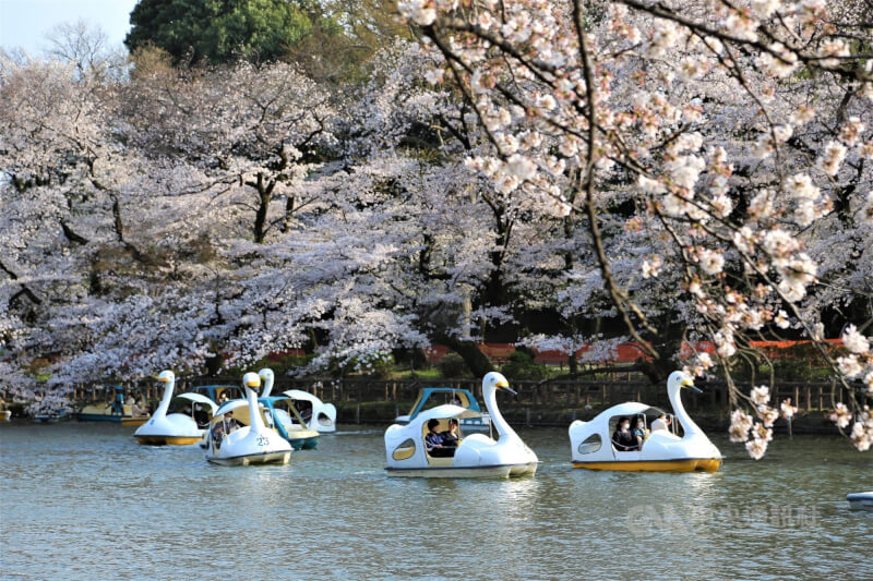 日本東京井頭恩賜公園櫻花盛開。（中央社檔案照片）