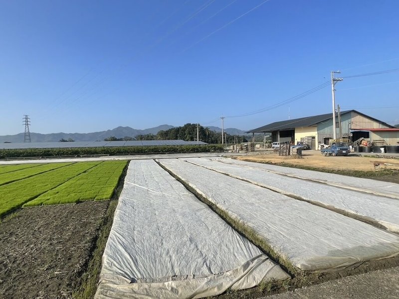 中央氣象署預報，27至29日因寒流影響，各地天氣非常寒冷，高雄市政府農業局提醒農友應加強作物防寒措施，並留意自身保暖，以減少損失。（高雄市政府農業局提供）中央社記者張已亷傳真  114年1月26日