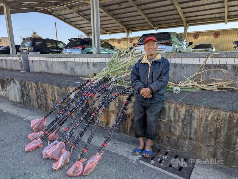 金門過年時，傳統上會買連根帶葉的甘蔗擺在門後，象徵「節節高升」。圖為有50多年賣甘蔗經驗的攤商林天從。中央社記者吳玟嶸攝  114年1月27日