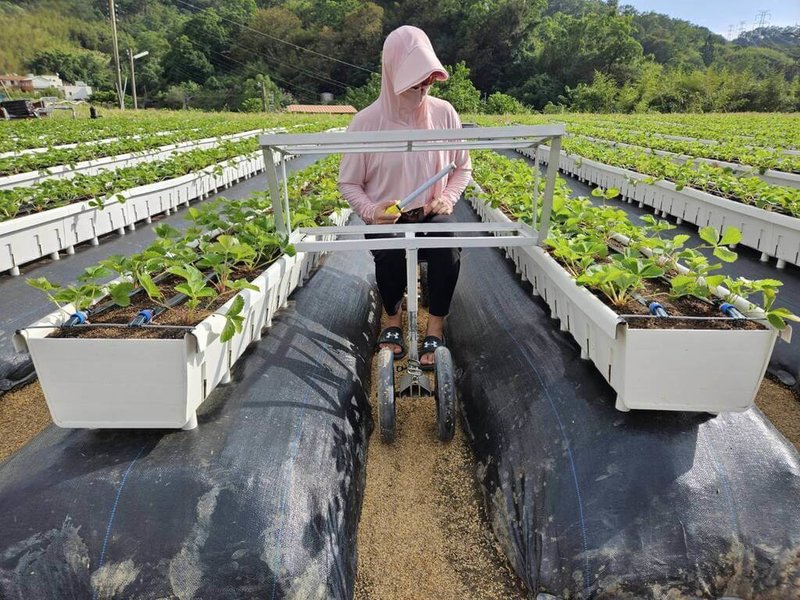 苗栗縣大湖鄉草莓農葉德龍研發連接式離地植槽,離地約4至5公分,具透氣性與排水性,且像樂高積木可無限制連接延伸,組裝拆卸輕巧,成本較傳統高架大幅降低,盼擴大推廣使用。(葉德龍提供)中央社記者管瑞平傳真 114年1月27日