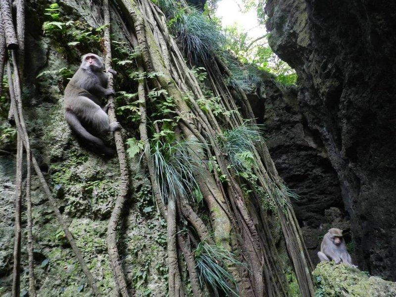 壽山是獼猴的棲地，因人類餵食，導致獼猴數量增加，但因近年長期宣導及公告禁止餵食，獼猴族群數量相較過去已逐漸下降。（國家自然公園管理處提供）中央社記者蔡孟妤傳真 114年1月27日