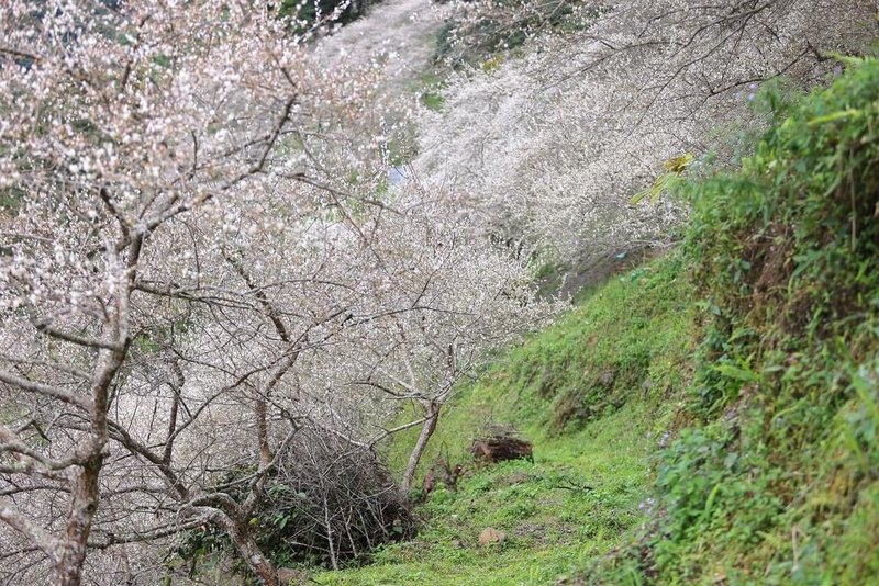 高雄市桃源區桃源國中復育的梅花近日盛開，在農曆新年期間成為民眾探訪與打卡的好去處。（高雄市政府教育局提供）中央社記者張已亷傳真  114年1月27日