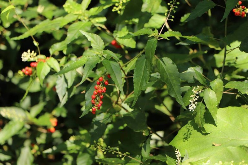 壽山國家自然公園因頻繁的人為擾動等因素,為園區帶來許多外來植物,包括「珊瑚珠」等,均為近年新增的外來植物。(國家自然公園管理處提供)中央社記者蔡孟妤傳真 114年1月27日