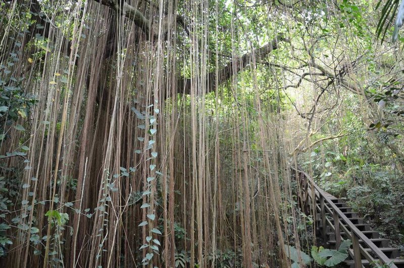 壽山國家自然公園鄰近高雄市區，著名景點「一簾幽夢」，其實是近年新增的外來植物「錦屏粉藤」，且有擴散情形，恐成為原生植物生態惡夢。（國家自然公園管理處提供）中央社記者蔡孟妤傳真 114年1月27日