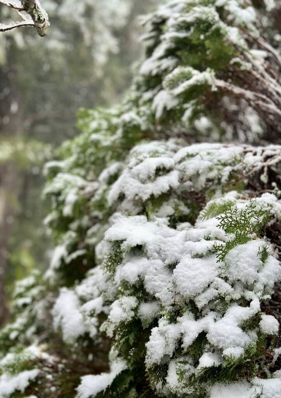 桃園市復興區27日清晨降下今年的初雪,區長蘇佐璽表示,到了上午10時許,在華陵里、拉拉山園區、三光里及高義里都有降雪;恩愛農場小老闆曾彥均說,遊客直呼賺到了。(恩愛農場小老闆曾彥均提供)中央社記者吳睿騏桃園傳真 114年1月27日