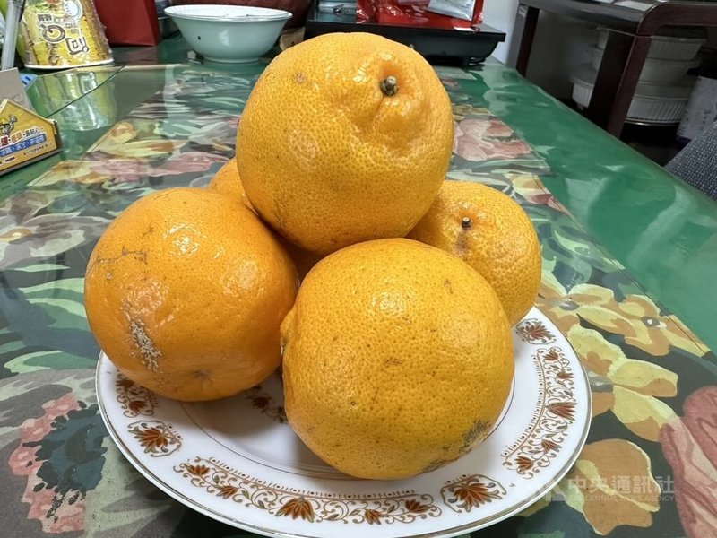 民眾農曆新春採買年貨,台中教育大學台灣語文學系副教授林茂賢指出,象徵大吉大利的柑橘類,在神桌上要放一堆,代表吉利事情一大堆。中央社記者趙麗妍攝 114年1月28日