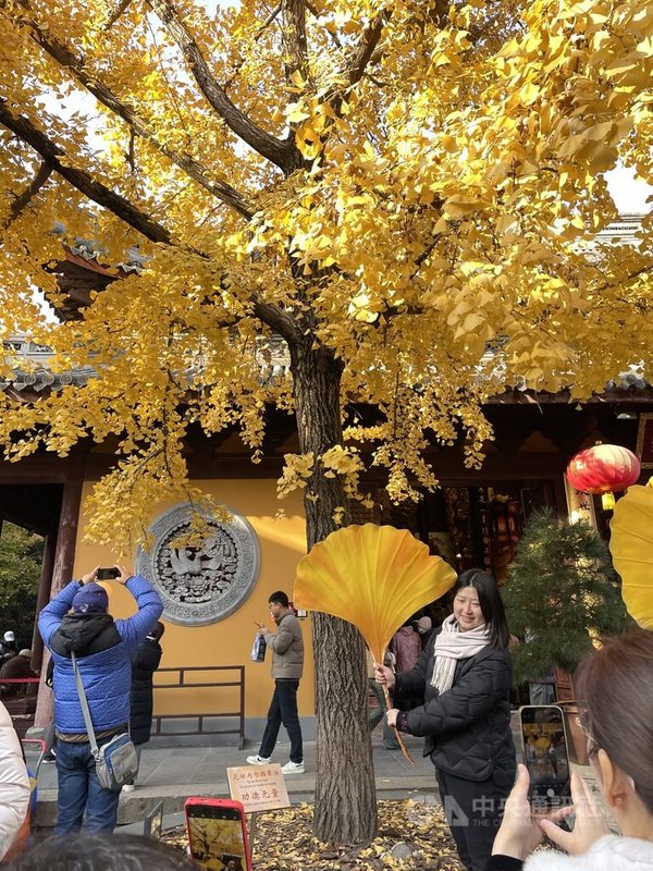 上海龍華寺因為舊招牌「銀杏金龍」被踩壞，寺方做了兩個巨大的銀杏葉道具讓遊客拍照。圖為攝於113年12月15日的上海龍華寺。中央社記者廖文綺上海攝 114年1月29日