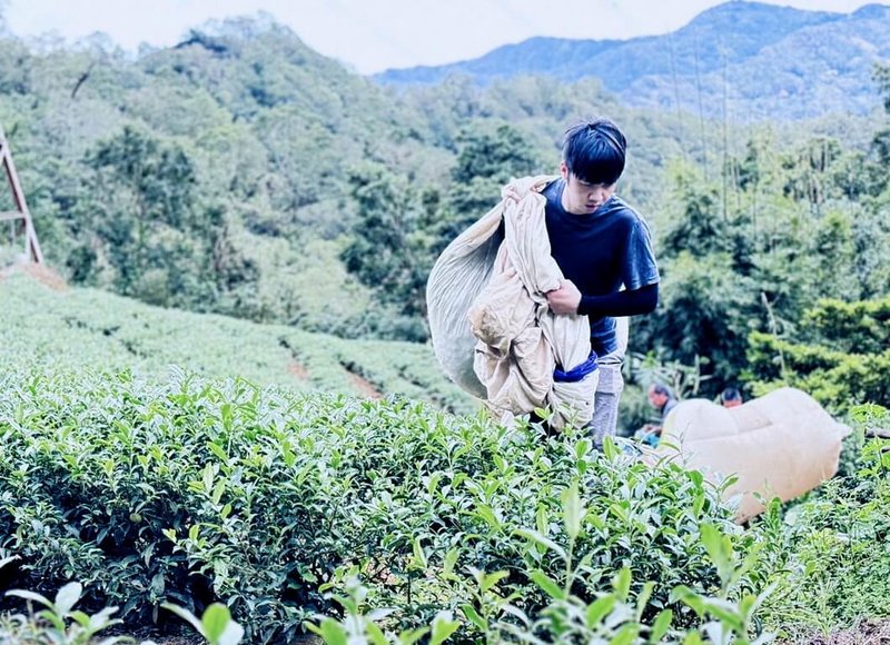 新北市坪林區青農鐘御瑋(圖)返鄉經營茶園,向祖輩致敬。他從城市回鄉學茶,不僅掌握技術,還要與家族記憶深刻對話。(鐘御瑋提供)中央社記者黃旭昇傳真 114年1月31日