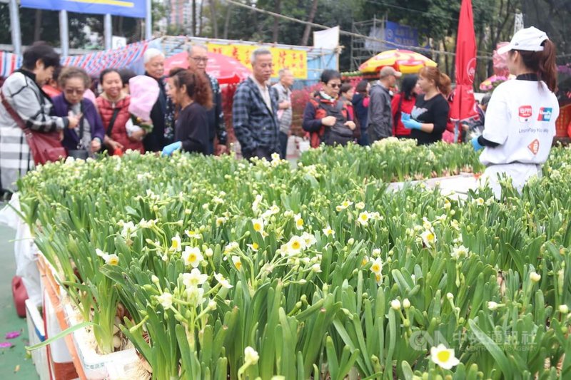 港人習慣買花過春節，選購花類也愈來愈多，由過去主要是桃花、水仙（如圖）等傳統應節花類，新增許多進口花朵如洋蘭和百合等。（資料圖片）中央社記者張謙香港傳真 114年1月31日