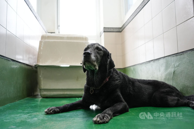 屏東科技大學曾培訓出全台首隻導聾犬,但礙於經費等困難,未能規模化訓練。屏科大工作犬訓練中心部分犬隻退役後未送養,將由中心照顧至終老。圖為曾任導聾及肢輔示範犬。中央社記者黃郁菁攝 114年1月31日
