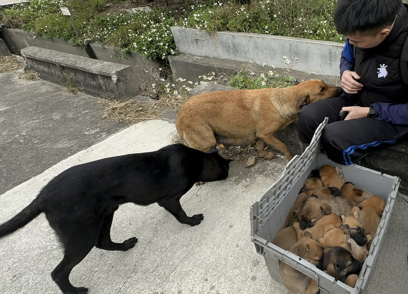 彰化縣線西鄉1間塑膠工廠3日上午失火，1隻狗媽媽及12隻幼犬深陷火海，有移工衝進火場將牠們全數救出，狗媽媽看起來驚魂未定，依偎在移工旁，不時湊近查看裝在箱子內的幼犬。（民眾提供）中央社記者鄭維真傳真  114年2月3日