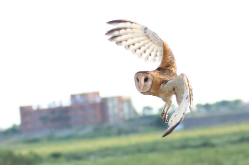 台南市野鳥學會發起「反對沙崙農場開發侵蝕瀕危草鴞棲地聲明」，已有13個NGO團體加入。圖為出現於台南沙崙農場的草鴞。（台南鳥會提供）中央社記者楊思瑞台南傳真  114年2月3日