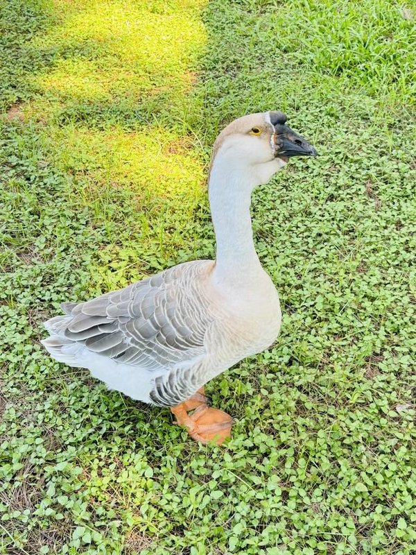 新竹市新竹公園內有一隻大灰鵝「鵝寶」（圖）在春節期間失蹤，有民眾憂心是遭人抓走「進補」。（林季蓉提供）中央社記者魯鋼駿傳真 114年2月4日