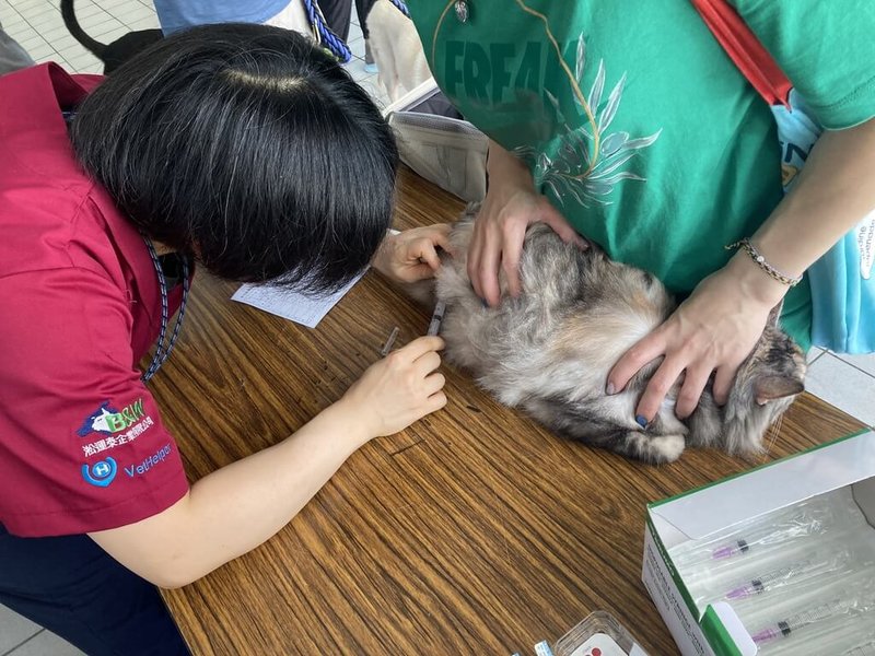 台北市動物保護處5日表示，為防範狂犬病，將加強稽查寵物施打狂犬病疫苗情形，飼主未依規定帶寵物施打狂犬病疫苗，可裁罰飼主新台幣3萬元以上、15萬元以下。圖為寵物施打狂犬病疫苗。（動保處提供）中央社記者劉建邦傳真  114年2月5日