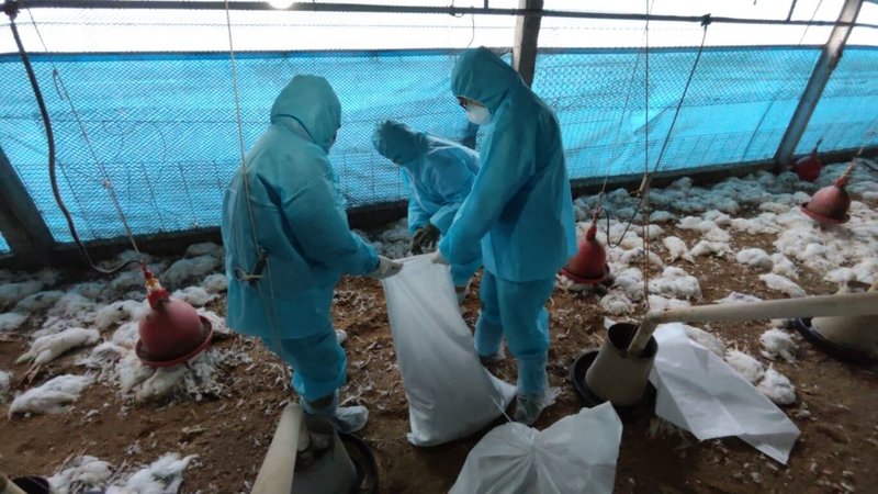 彰化芳苑鄉1間蛋中雞場雞隻感染新型H5N1亞型高病原性禽流感病毒，動防所人員4日撲殺場內3萬多隻蛋中雞並進行消毒工作。（彰化縣政府提供）中央社記者吳哲豪傳真  114年2月6日