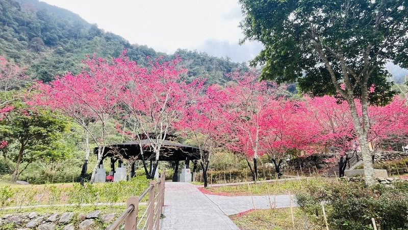 八仙山國家森林遊樂區內山櫻花盛開，與青山白雲相互映襯，呈現夢幻美景。圖為親水區周邊櫻花綻放。（八仙山國家森林遊樂區提供）中央社記者趙麗妍傳真  114年2月7日