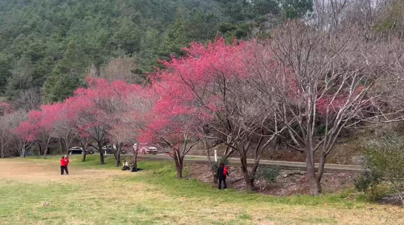 武陵農場櫻花季8日登場，目前山櫻花已綻放，主力櫻花紅粉佳人與昭和櫻仍含苞待放。（武陵農場提供）中央社記者趙麗妍傳真  114年2月8日