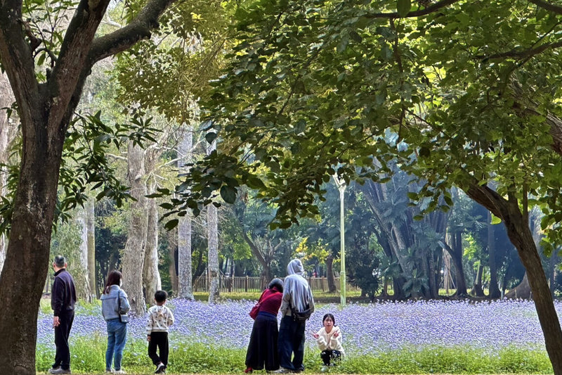 台南山上花園水道博物館園區近日出現一片紫色花海，館方解釋這是野外常見的紫花霍香薊，吸引不少遊客駐足拍照。（台南市文化局提供）中央社記者楊思瑞台南傳真  114年2月9日