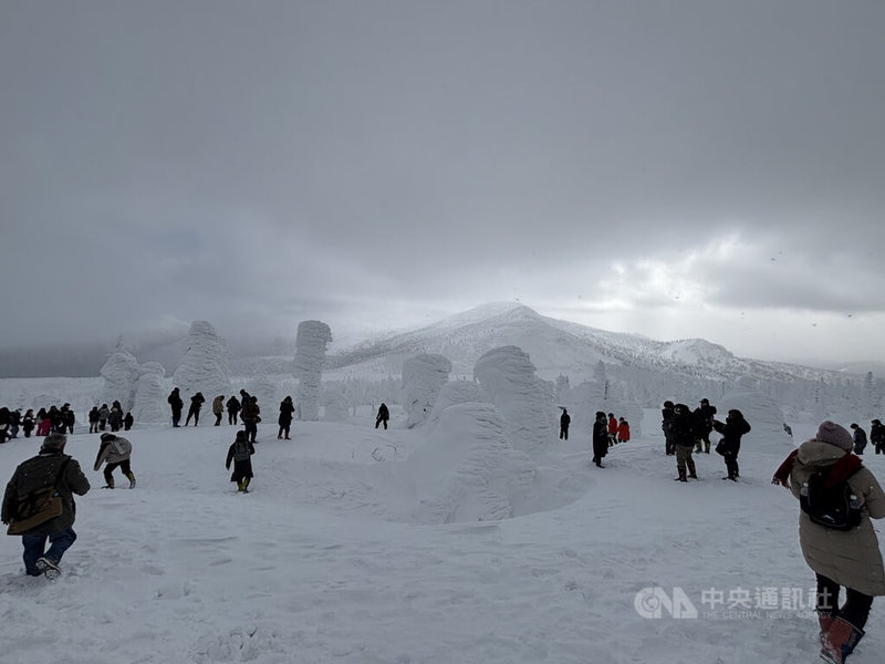 日本東北地區樹冰美景，指的是嚴冬在樹木表面附著的冰雪，形成巨大又造型怪異的形狀，吸引遊客欣賞，拍照留念。中央社記者戴雅真宮城縣攝 114年2月10日