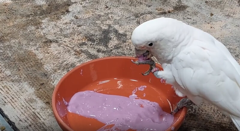 研究顯示，鳳頭鸚鵡較喜歡食用沾有藍莓優格醬的食物。（圖取自Cell Press期刊網頁cell.com）